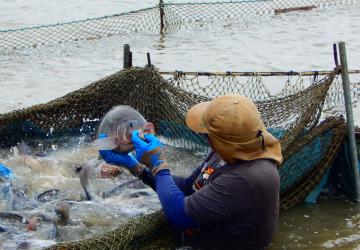 Un pescador se encuentra en el agua junto a una red de peces capturados mientras inspecciona la boca de un pez.