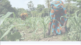 Cover shows a hoto of a woman planting a crop in a field of crops with the title just beneath in French. 