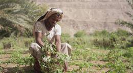 A man in grey and brown clothes kneels on the ground and plants a plant with green leaves into the ground