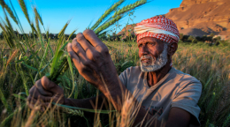 A farmer holds shafts of grain as the sunlight falls on his face