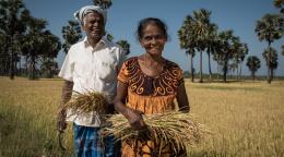 A man and woman stand in a field against a bright blue sky and hold crops that look like wheat. 