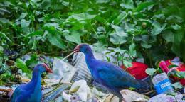 野生动物和森林极易受到塑料的不利影响。