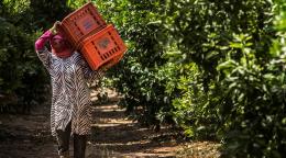 Женщина с пластиковыми коробками идет между рядами деревьев