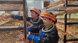 Two women in traditional garments stand in a solar-powered drying house, looking through tea leaves that are drying.