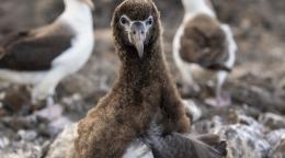 Un polluelo de albatros mira a cámara sobre un terreno rocoso