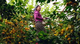 A woman in Tajikistan amidst a lemon grove.