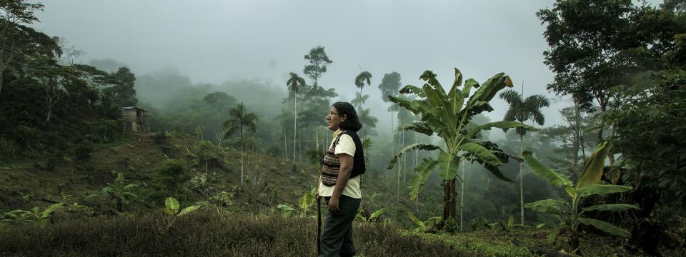 A man stands out, looking at a field of cut trees, in a rainforest environment. 