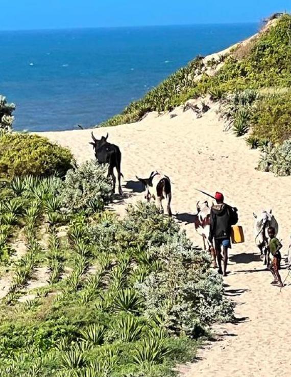 UN News/Daniel Dickinson Les communautés du sud de Madagascar plantent du sisal pour protéger les terres de l'érosion et de la dégradation.