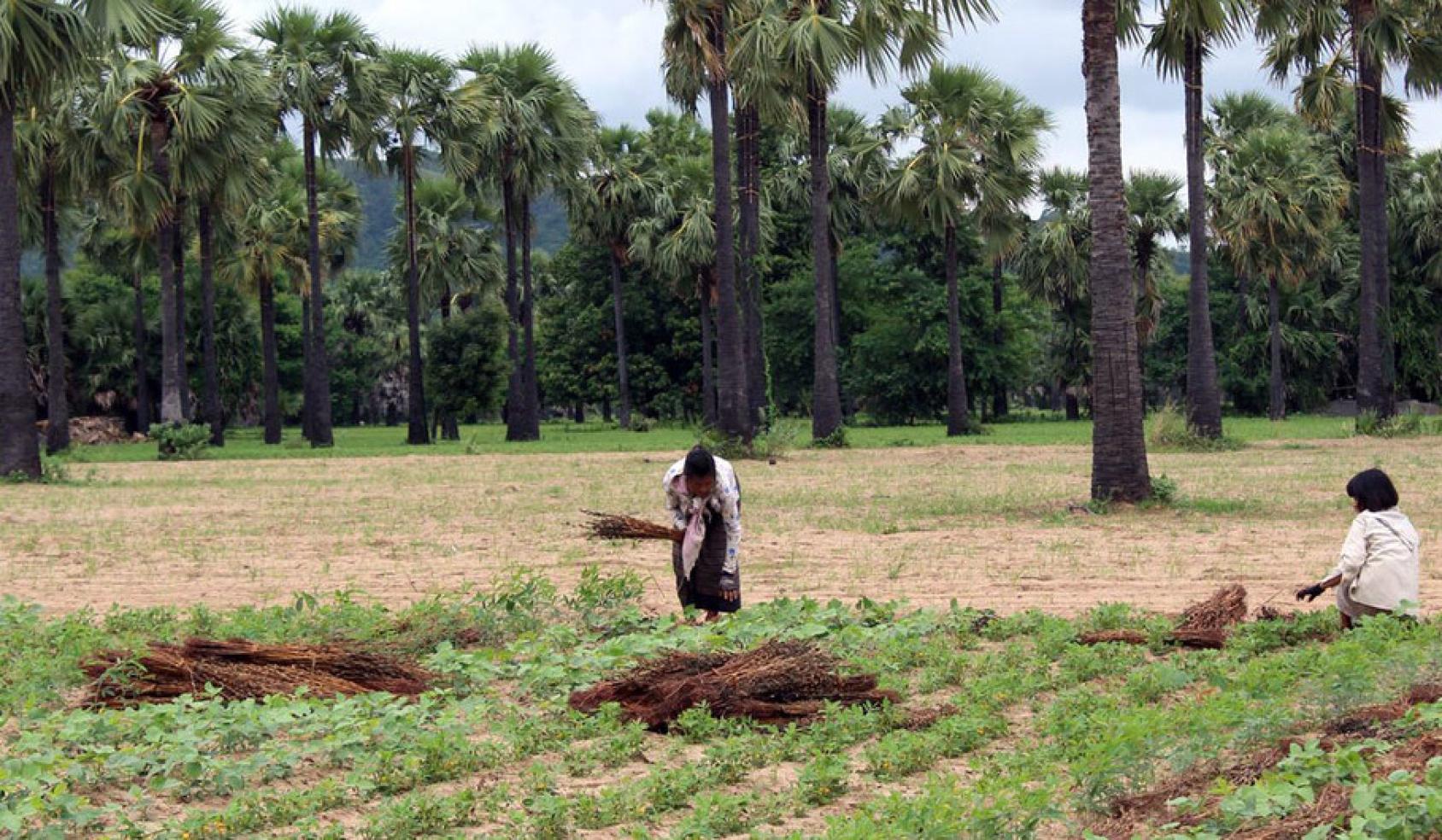 图中两个人在一片庄稼地里，一个人正在收割，他们坐在地上，另一个人弯着腰在采摘。