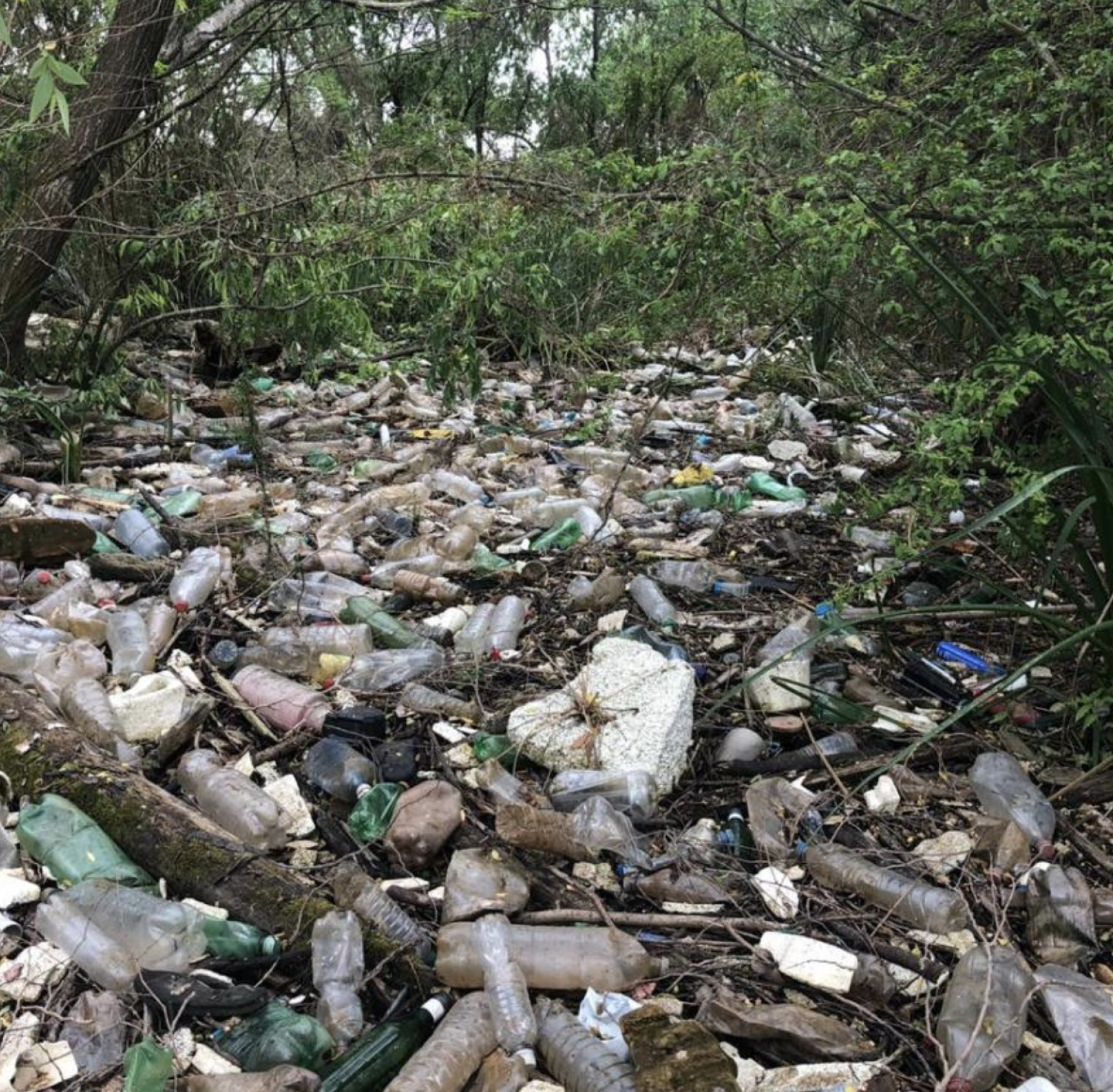 一片丛林地面上散落着数百件垃圾。