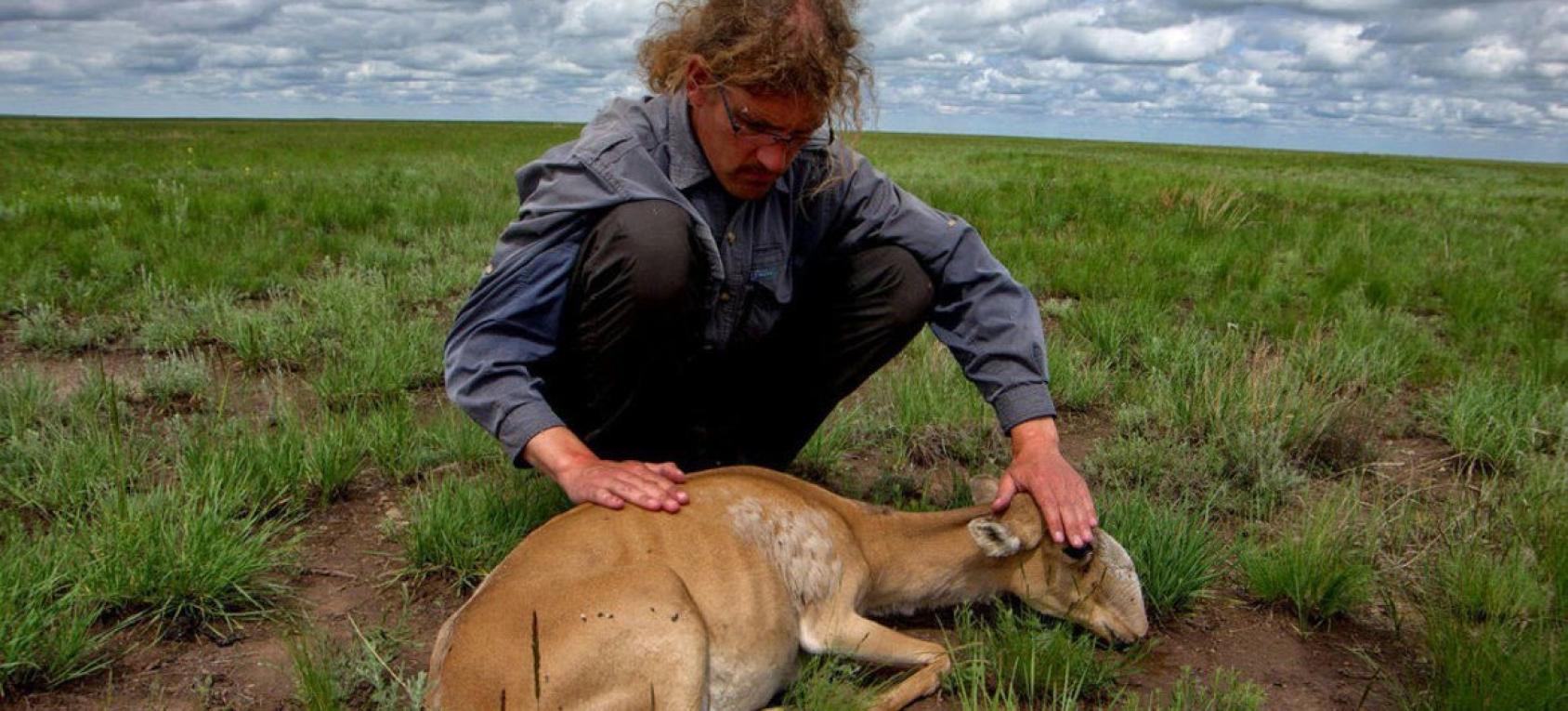 эксперт по экологии Ассоциации по сохранению биоразнообразия в Казахстане, осматривает умирающую самку сайгака.