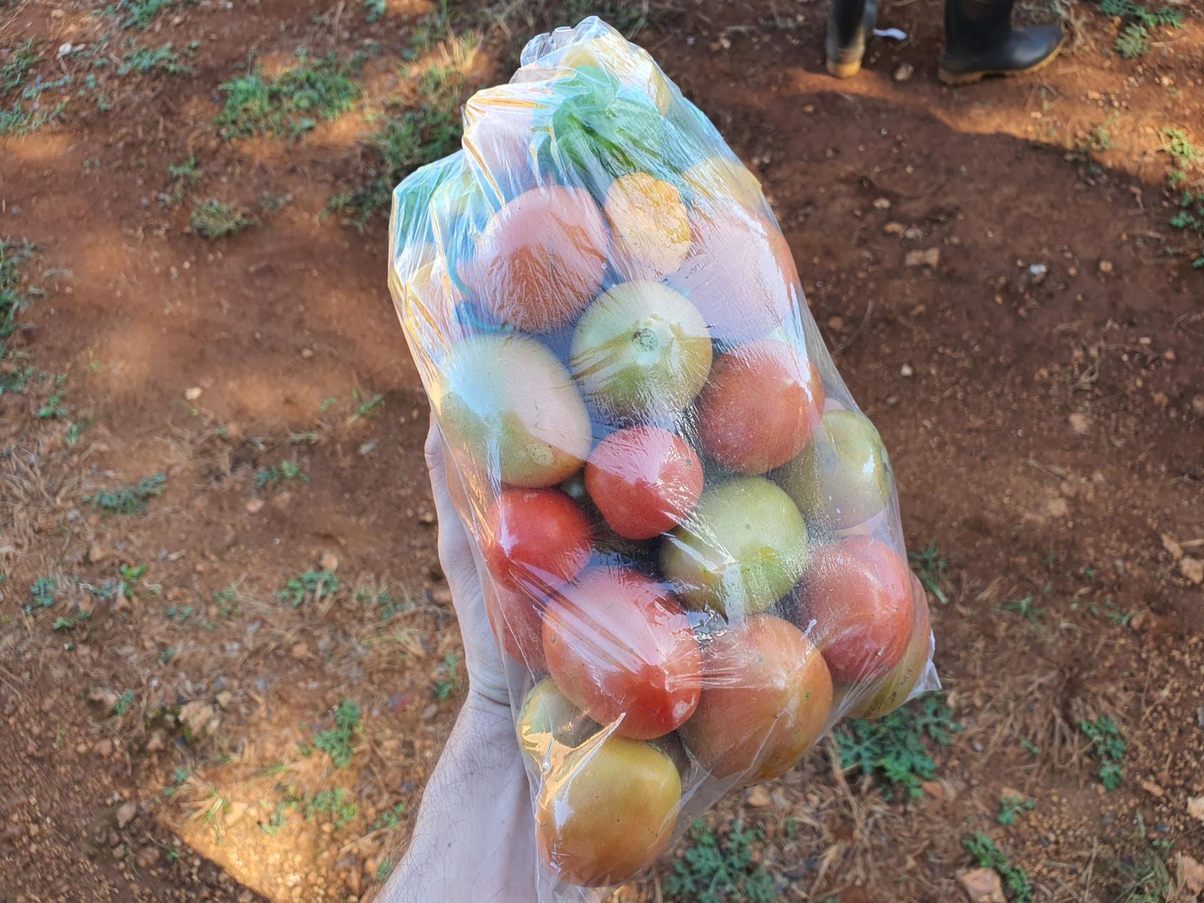 Gros plan sur une main tenant un sac en plastique rempli de tomates et d'autres légumes.
