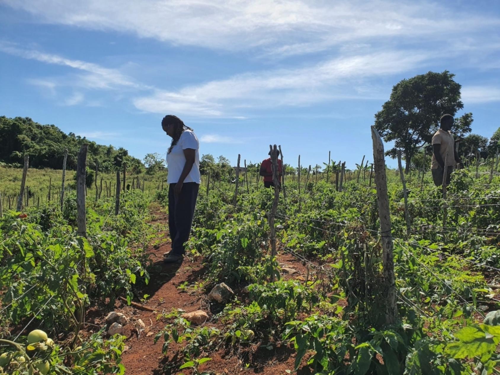 Une femme récolte des tomates dans un champ verdoyant en Jamaïque.