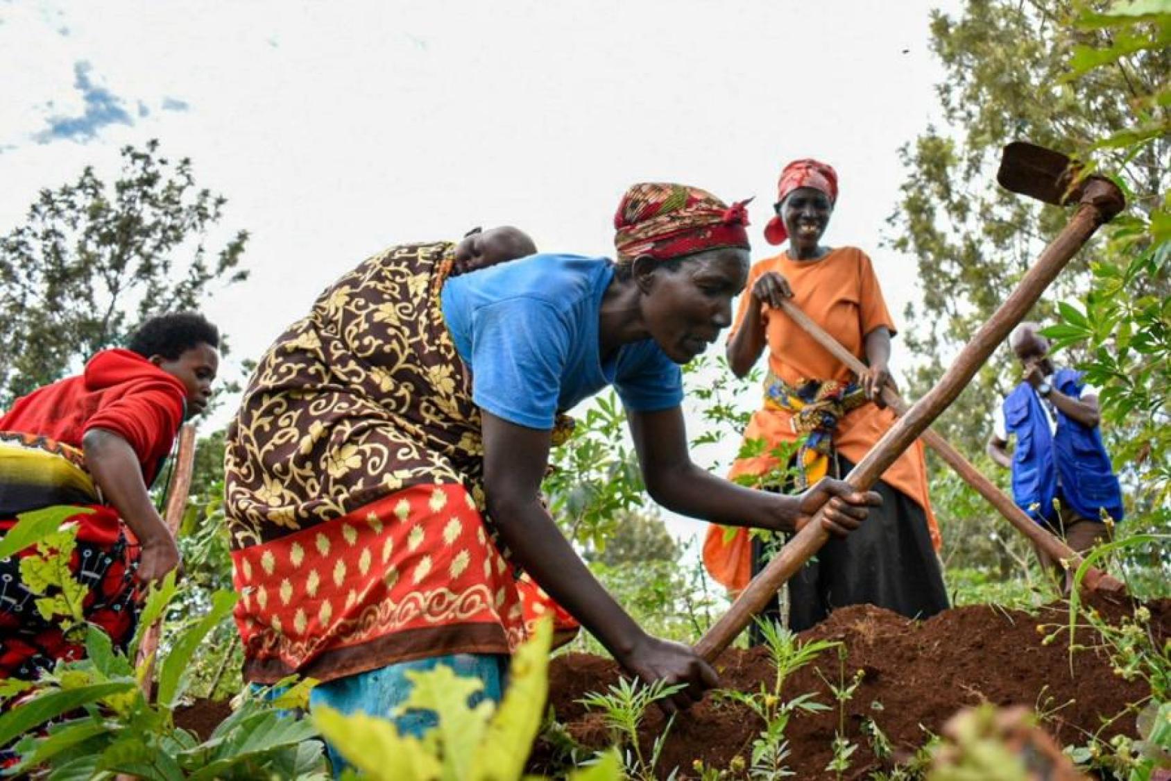 穿着五颜六色衣服的妇女在田里一起工作