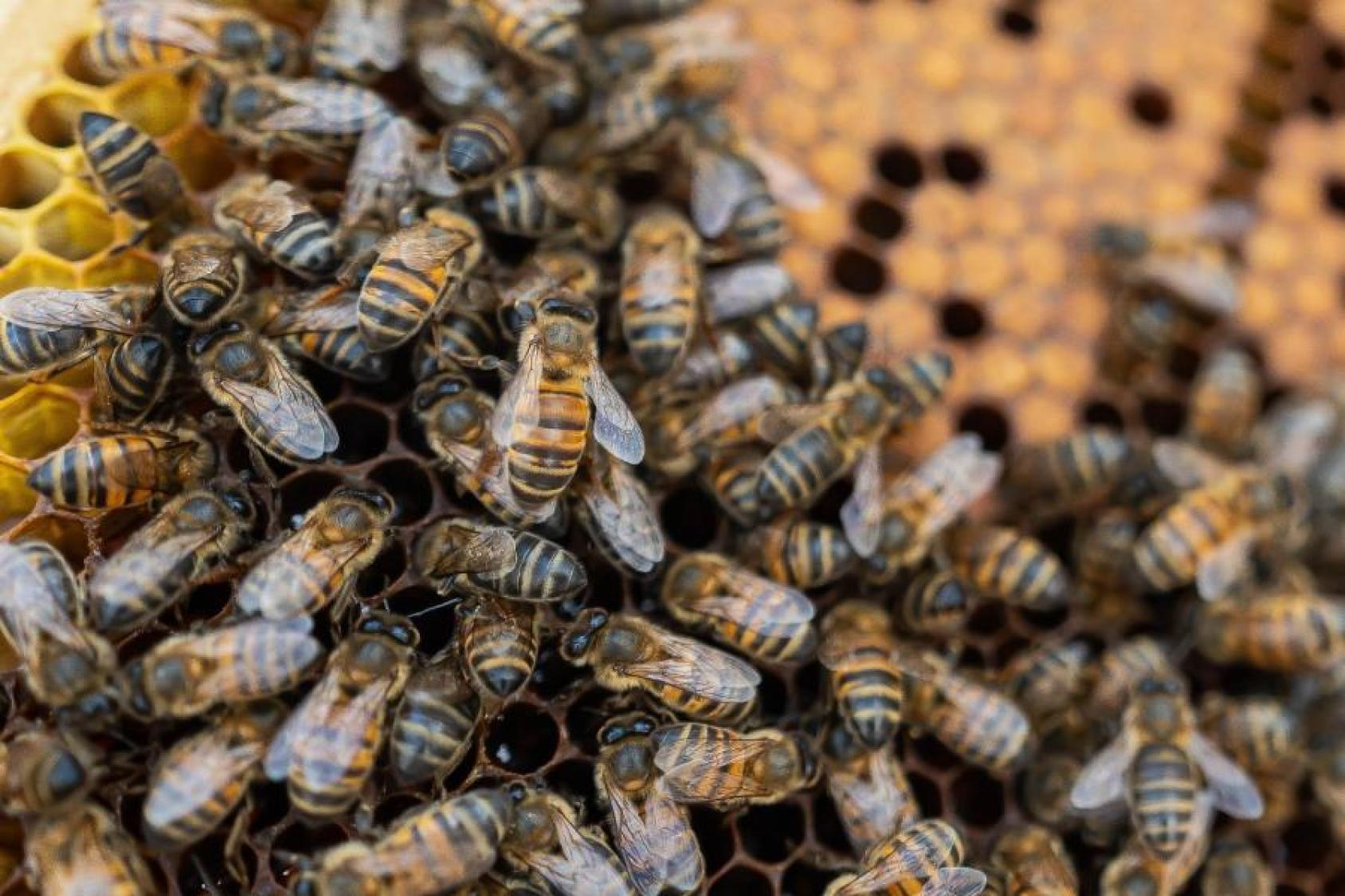 Primer plano de cientos de abejas en una colmena.