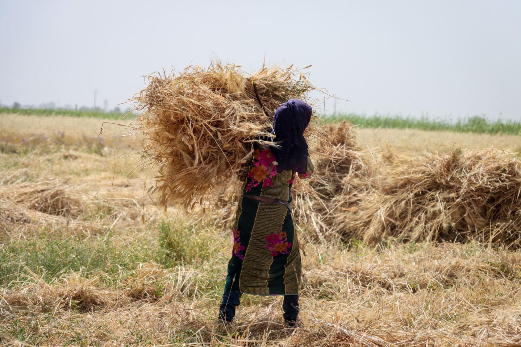 فتاة تحمل كومة من القش.