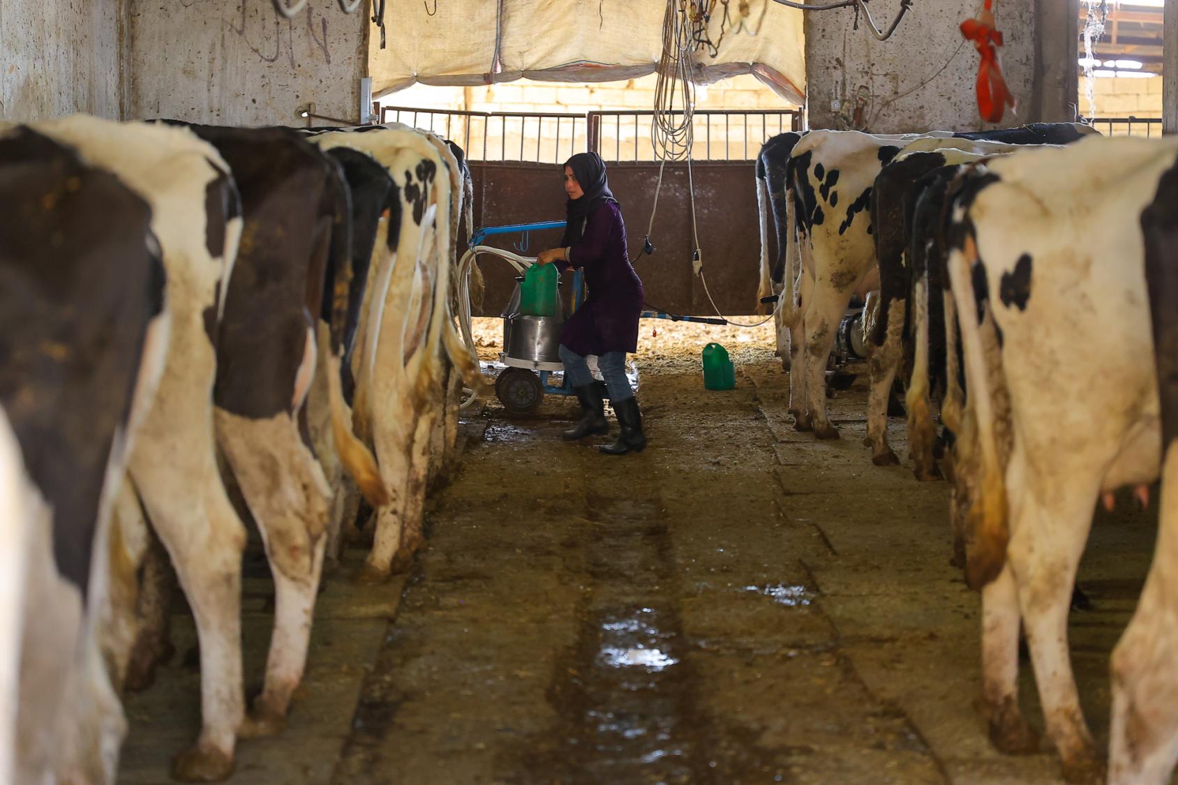 تعمل المتدربة السورية أمل محمد عمر زكان في مزرعة في قرية الناصرية في البقاع.