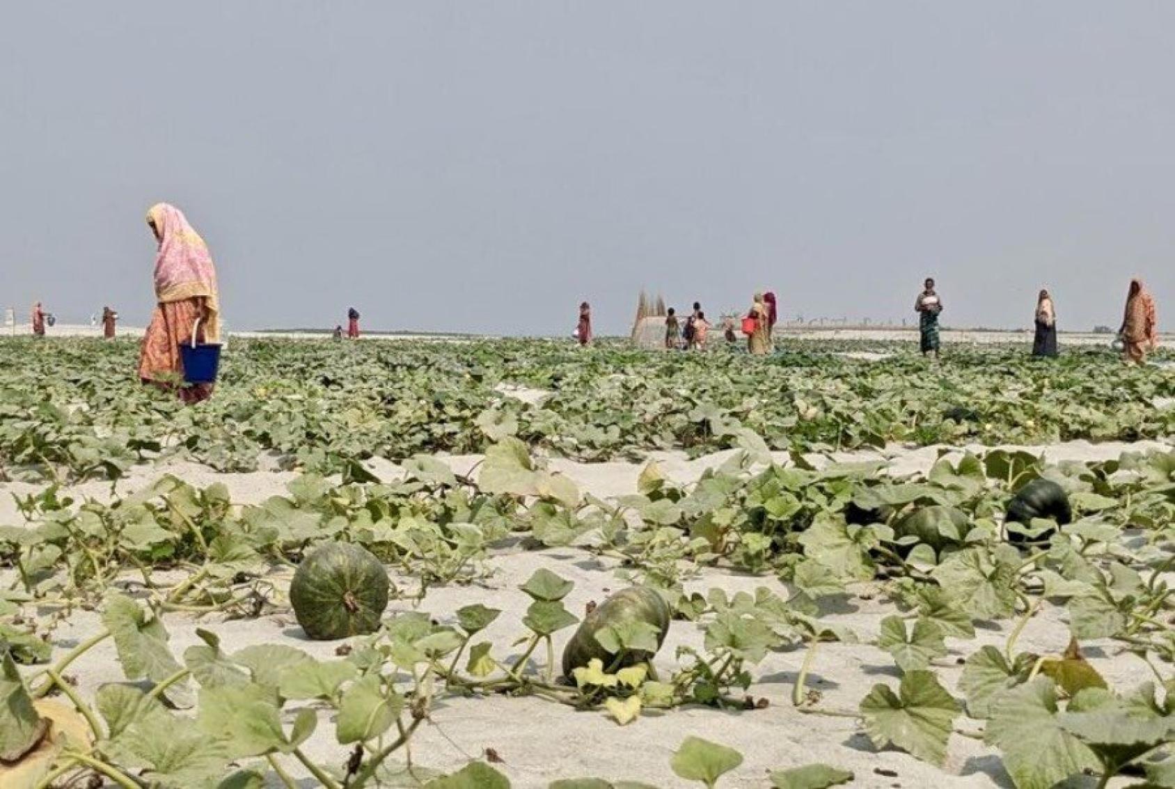 A field with giant green pumpkins in Kurigram, Bangladesh. In the distance are a row of women farmers bending over the plants