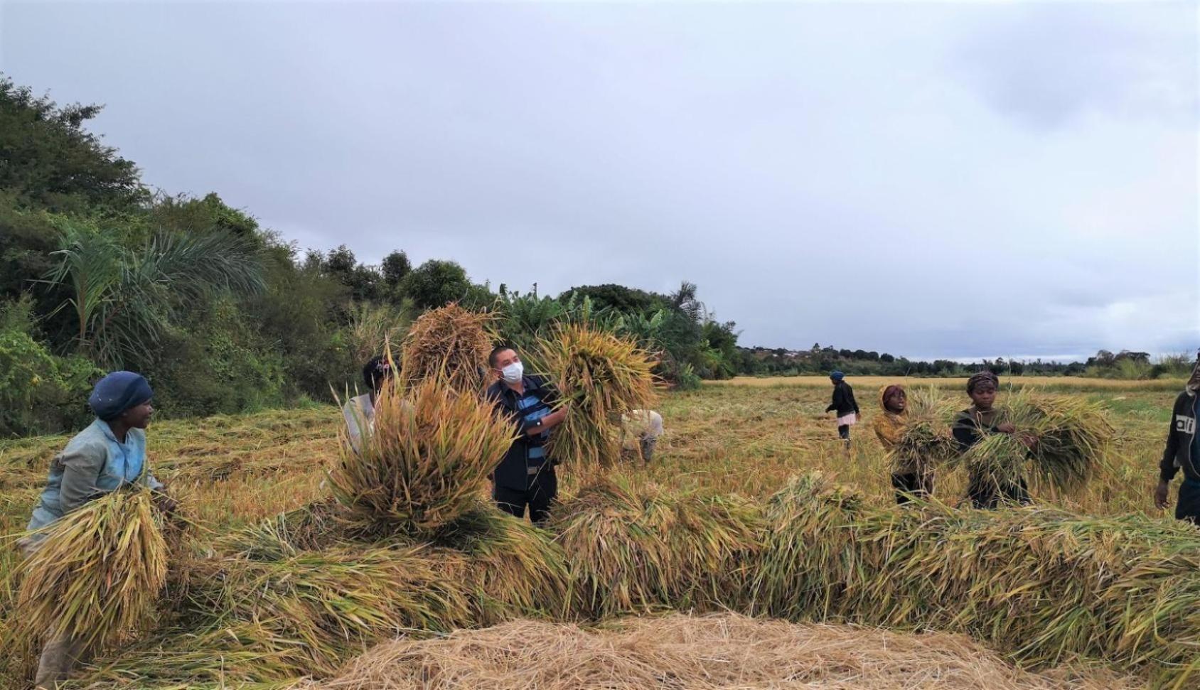 农民在田地里务农