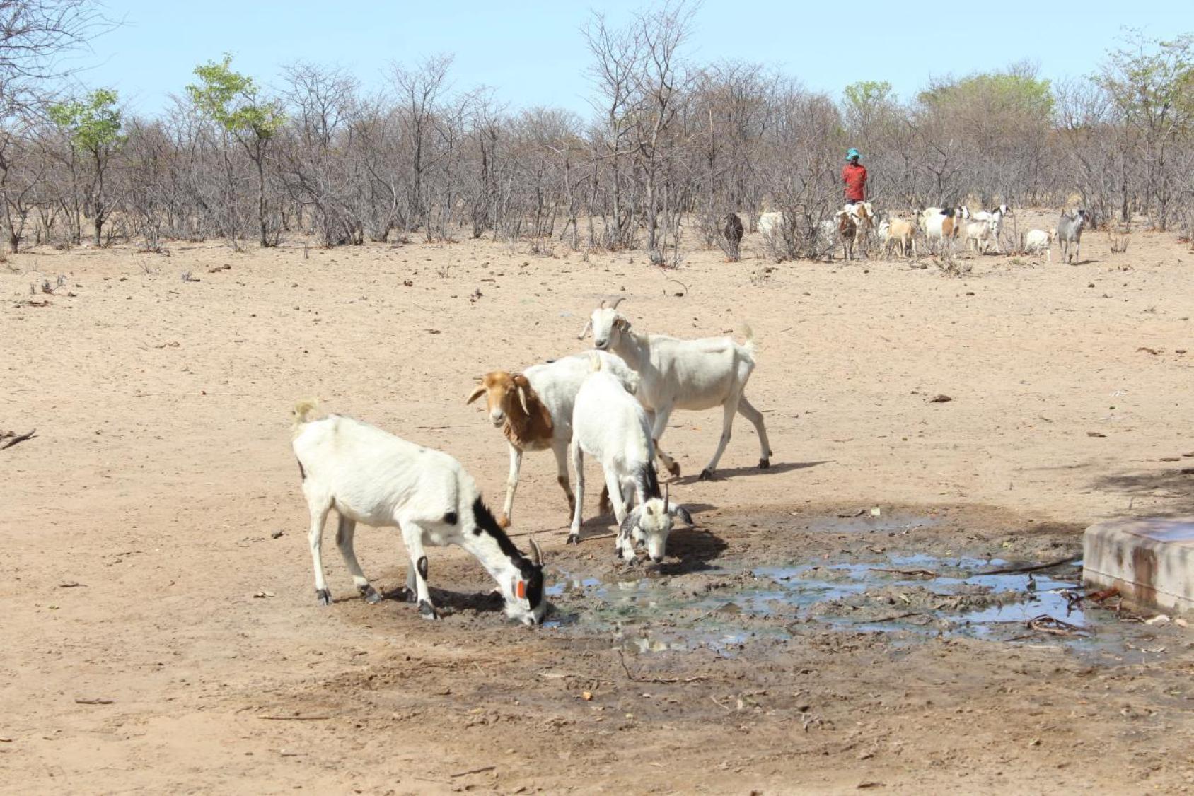An arid land where vegetation is sparse and three goats drink water on the ground