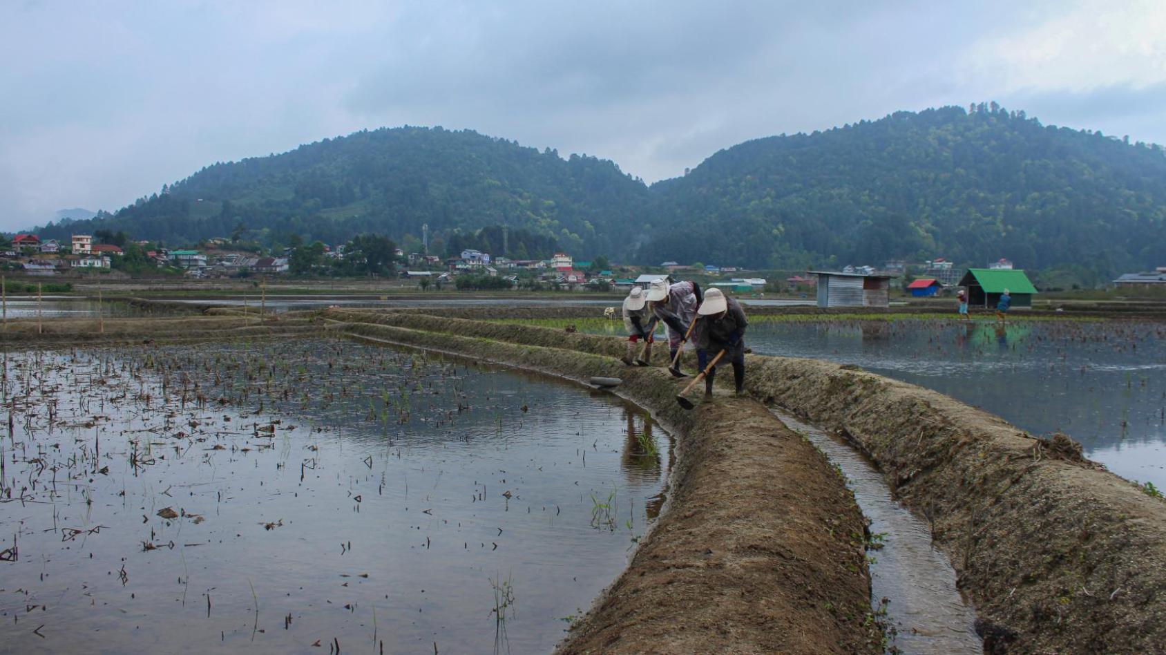 A group of women with hoes are tending a field filled with water.