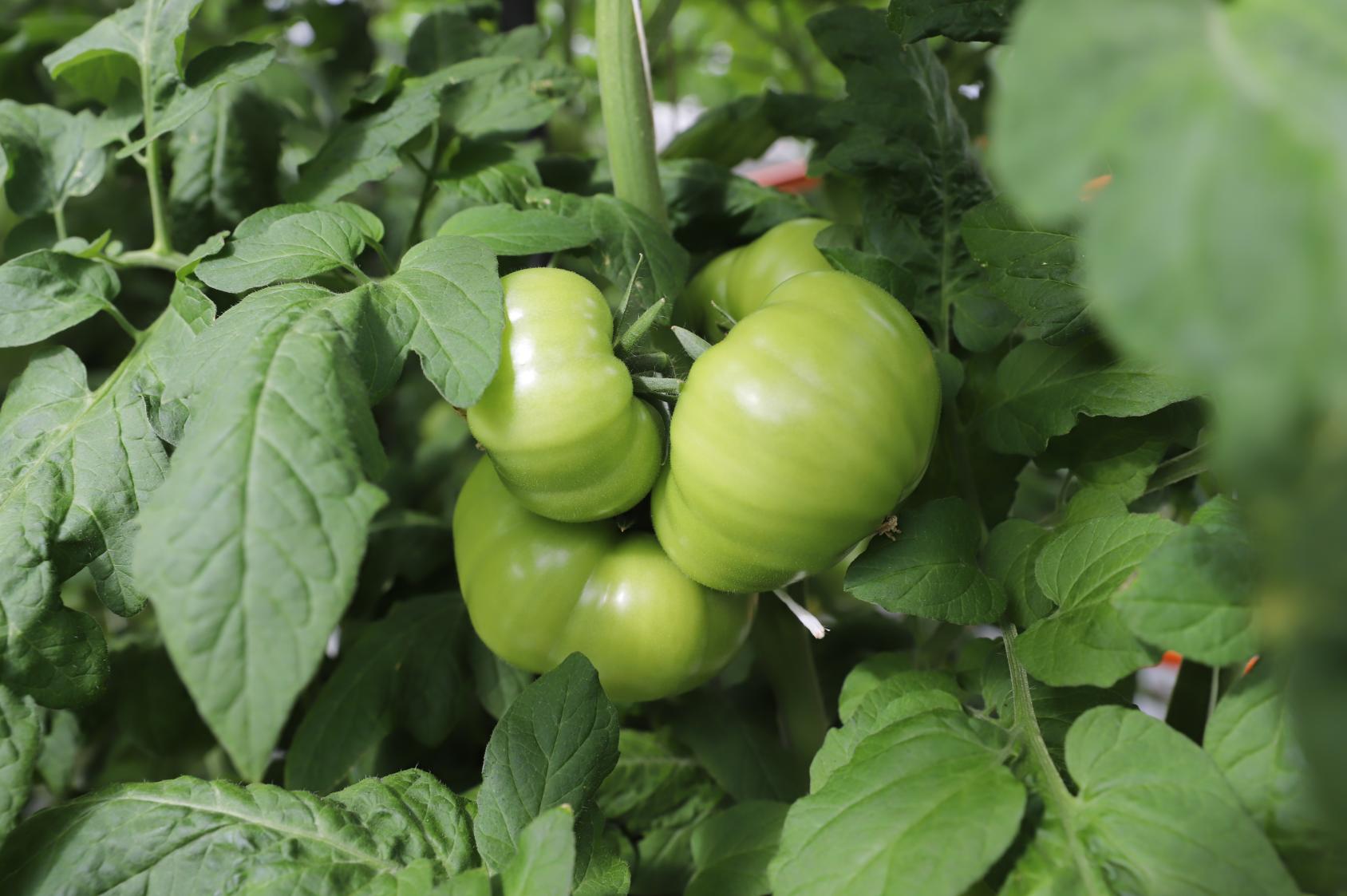 Tomatoes that are still green