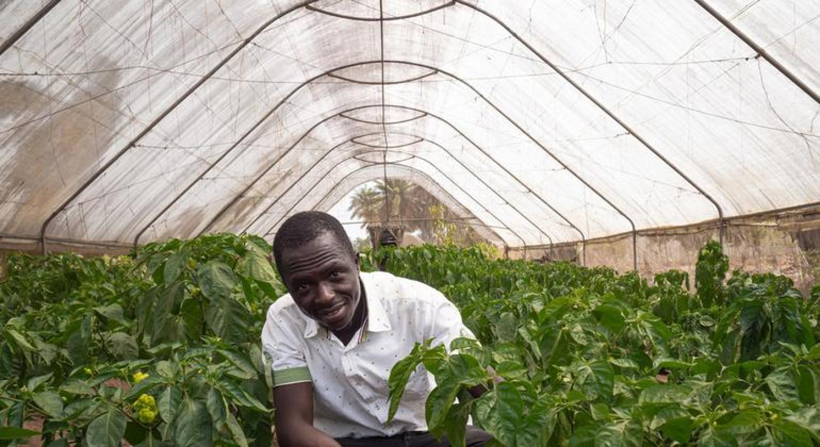 Los Jóvenes de Sierra Leona trabajan en proyectos agrícolas apoyados por la FAO.