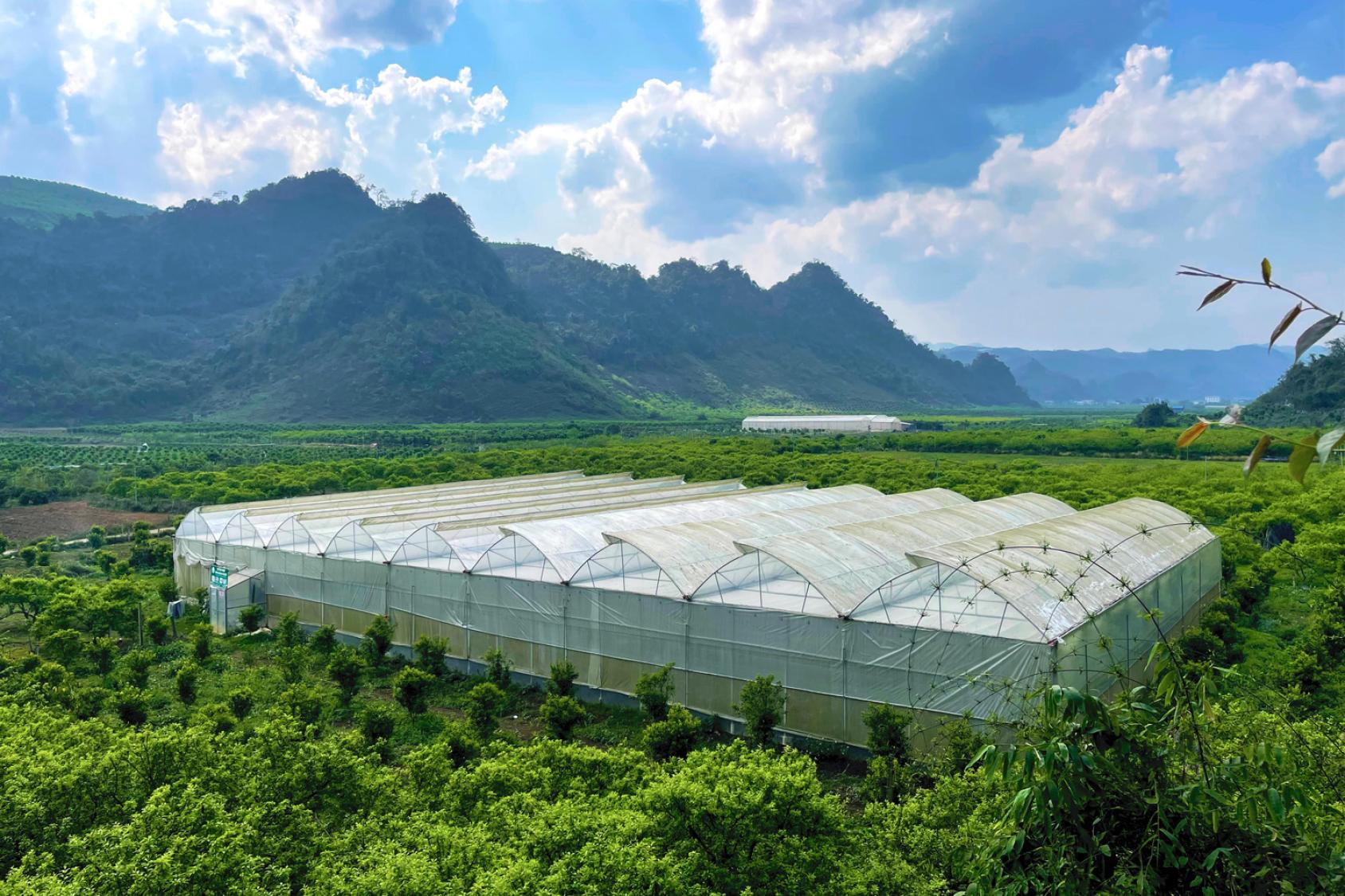 Hieu a développé l’activité de ses serres et a créé la coopérative Tan Lap High-Tech, qui réunit huit familles et leur permet d’échanger des connaissances et des ressources et d’accéder aux marchés.