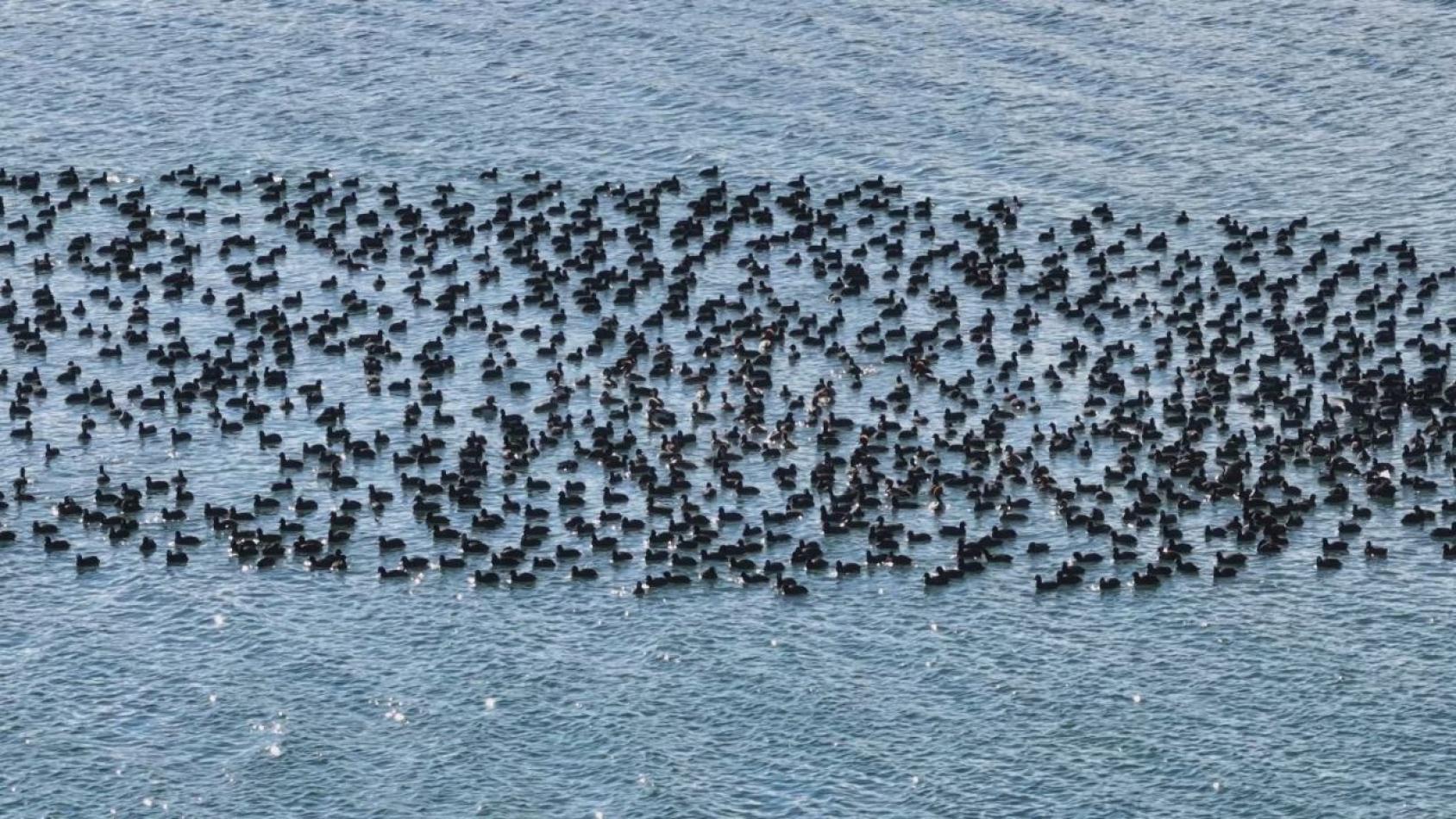 Стая птиц отдыхает на поверхности озера