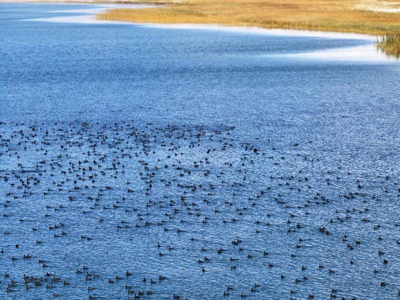Стая птиц отдыхает недалеко от берега