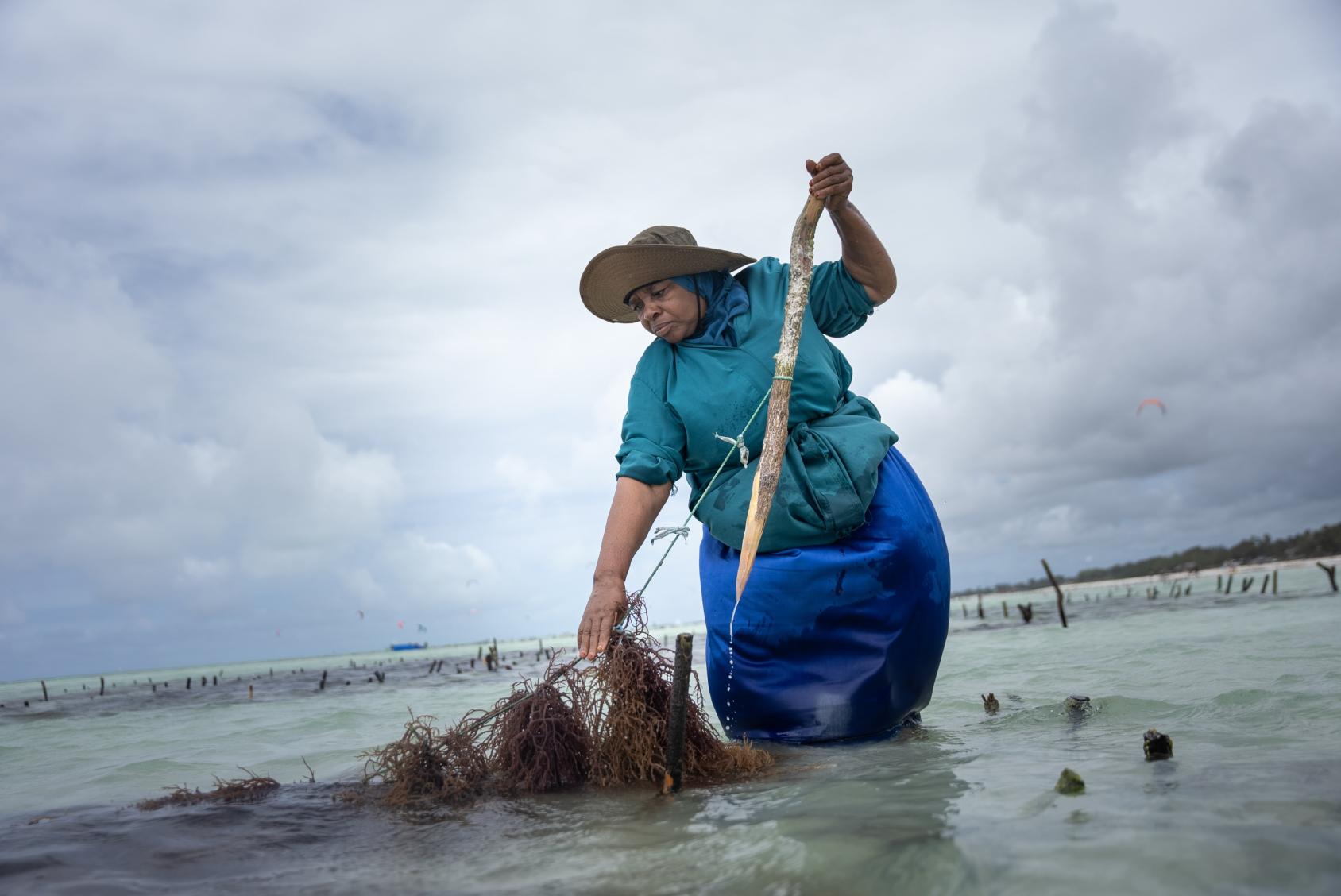 A woman farmer in blue, Halima, wades through knee high water and pulls apart brown seaweed with a long wooden pole.