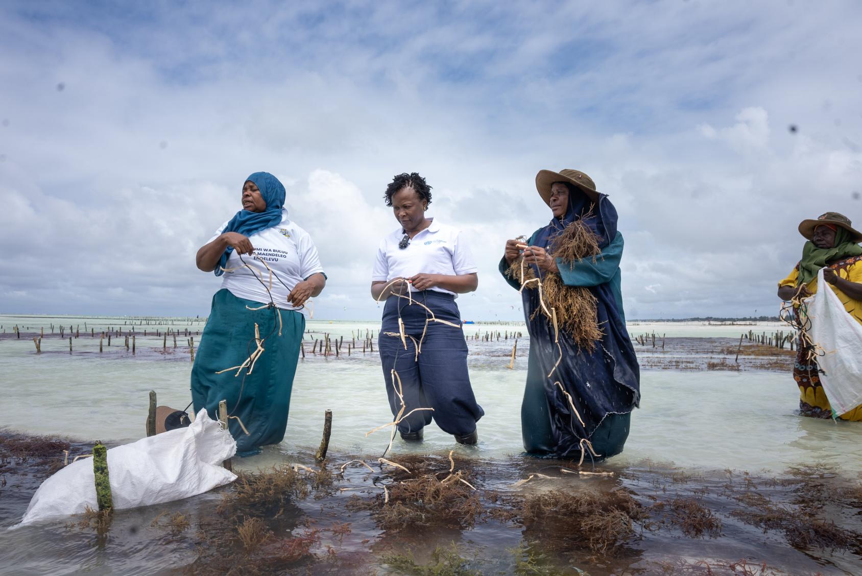 Three women in colours of blue and white stand in the seawater, sifting through seaweed.