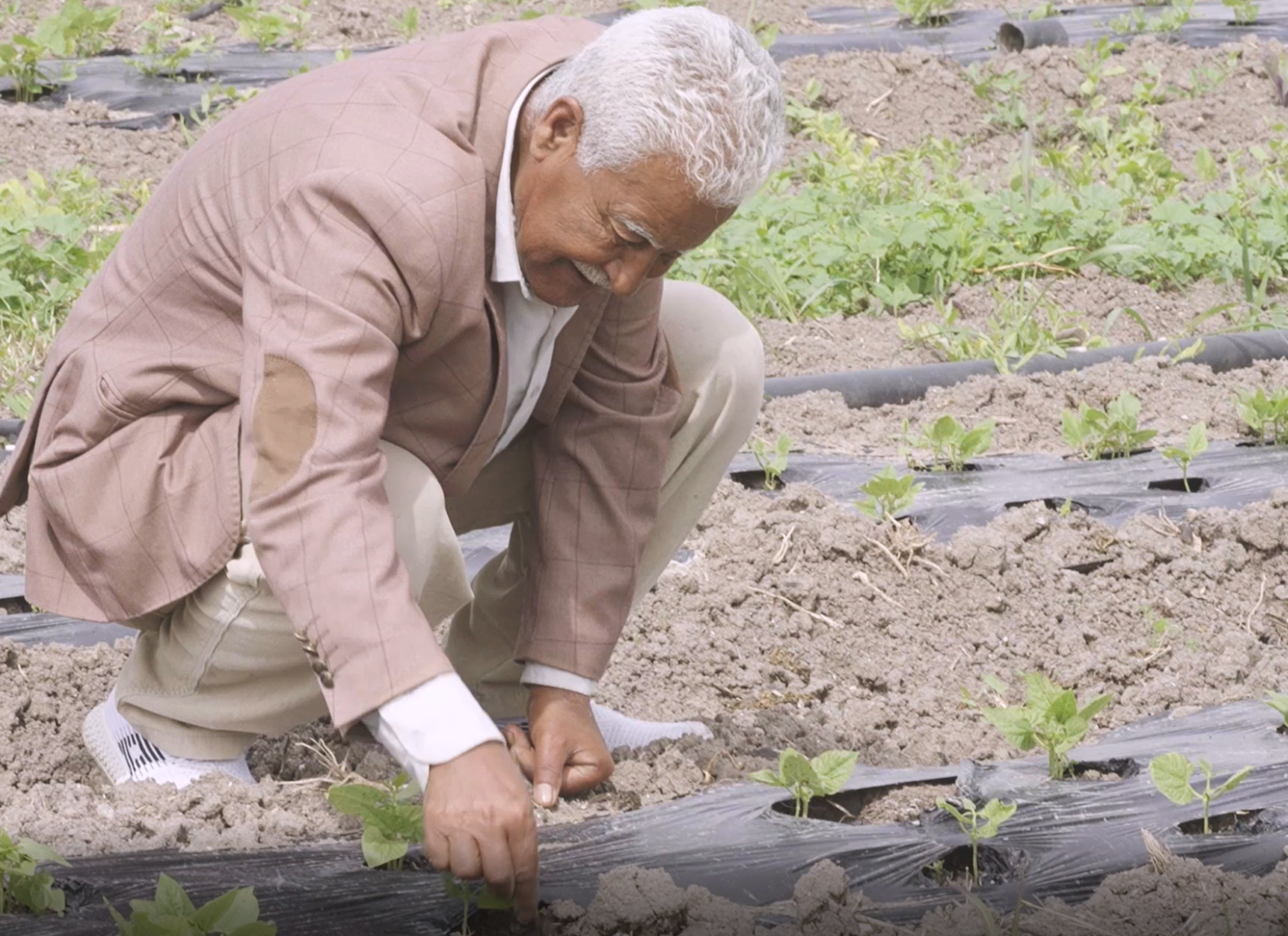 A farmer kneels down over crops in a field. 
