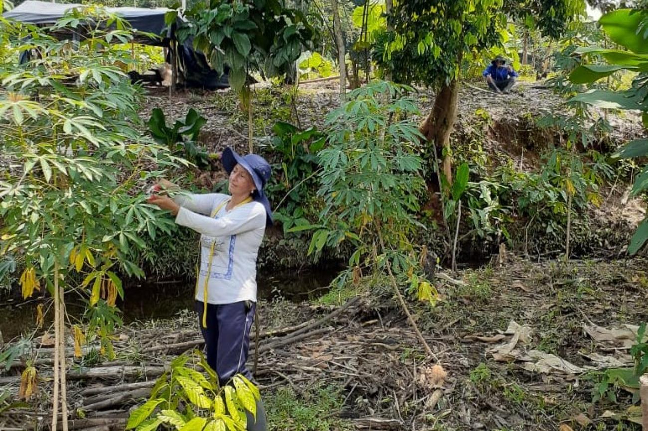Una mujer con sombrero azul y camisa blanca recoge las cosechas de un árbol.