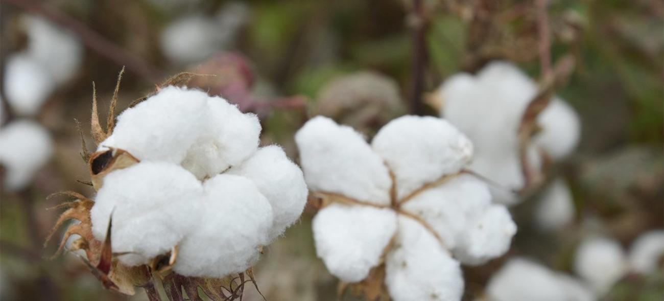 Хлопководство в Азербайджане зародилось тысячи лет назад.