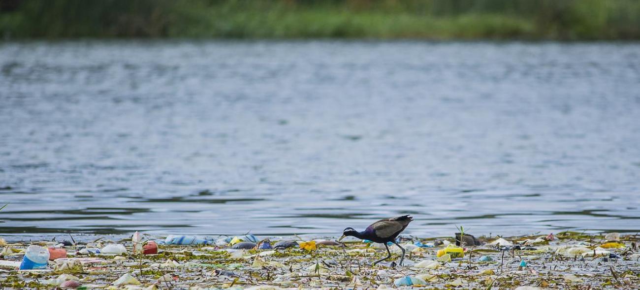 Pájaro en los residuos plásticos.