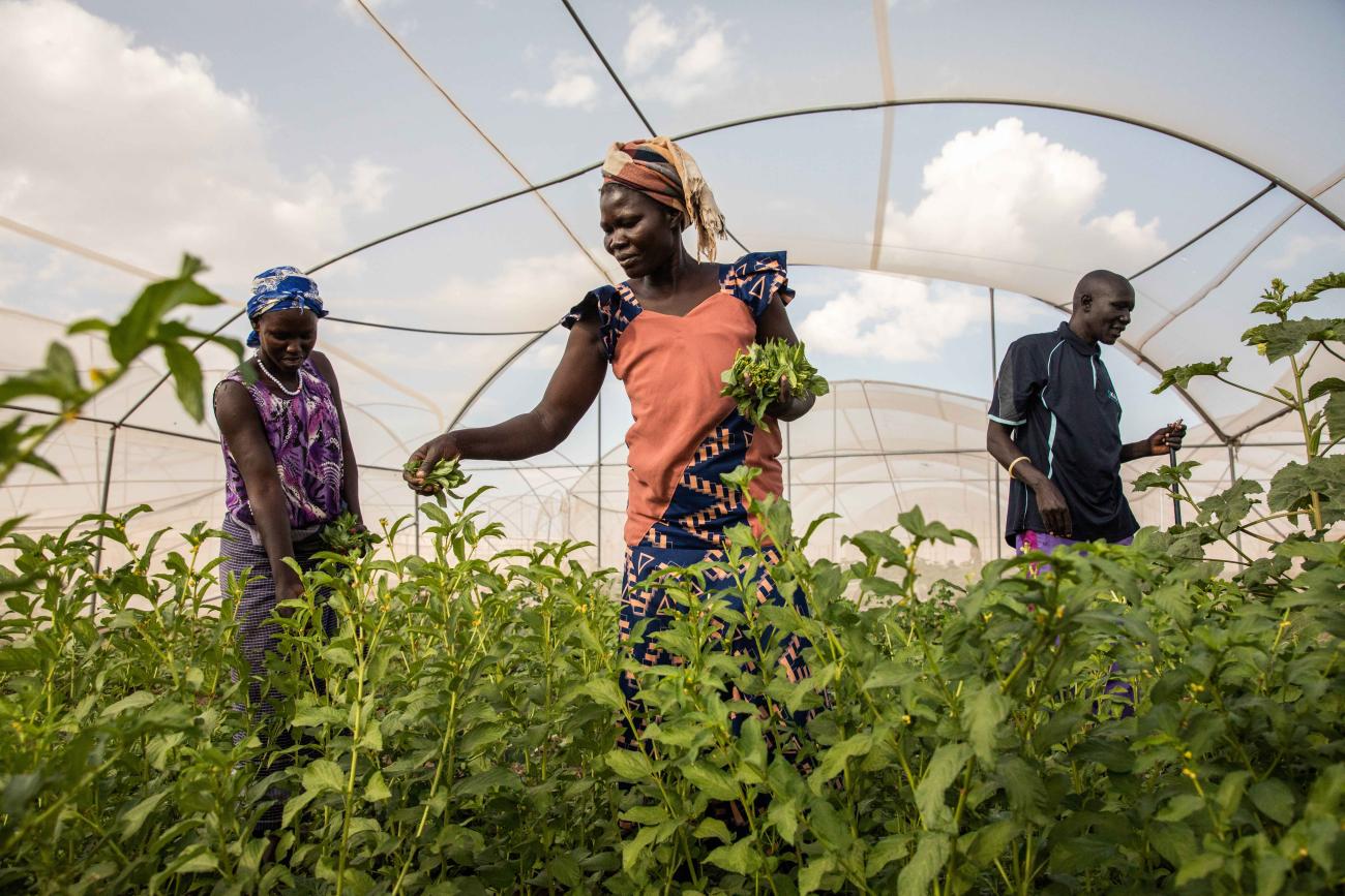 Three people stand in a greenhouse examining tall, lush-looking green crops.