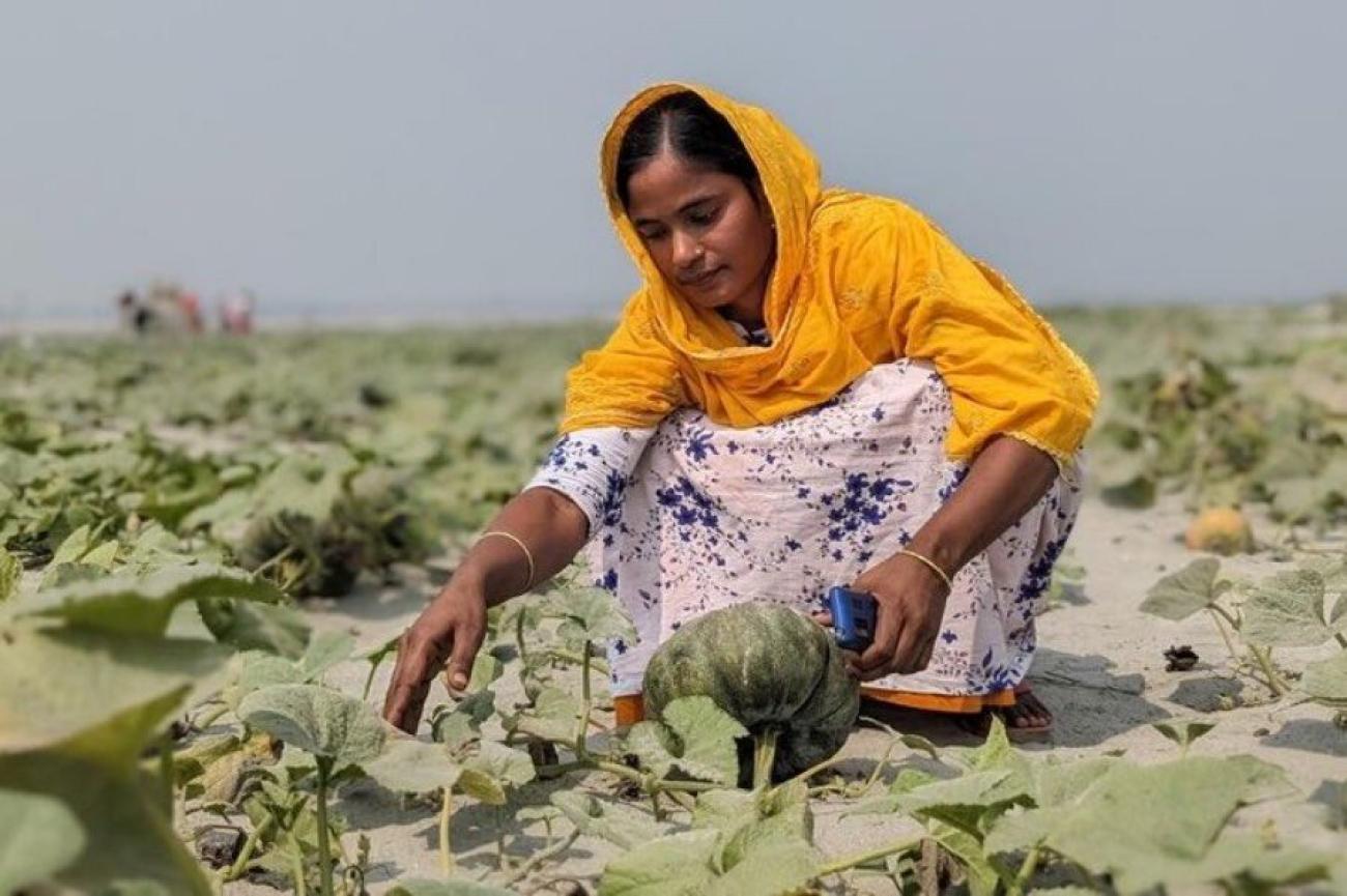 A woman in a yellow headscarf and white dress kneels on the ground, reaching out with her hand for a pumpkin growing on a green vine.