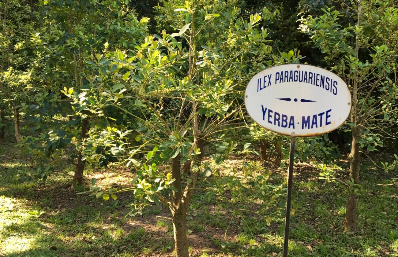 Planta de yerba mate