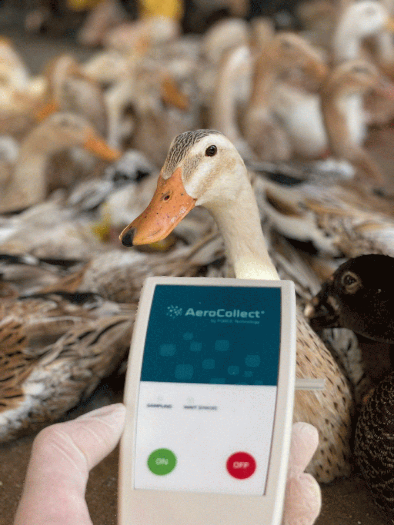 L’équipe utilise des drones pour collecter des échantillons d’air sur une cartouche. Munis d’appareils PCR portables et de séquenceurs d’ADN, les scientifiques peuvent détecter des agents pathogènes connus ou nouveaux en l’espace de quelques heures ou jours. À gauche: ©FAO/Rindu Putri. À droite: ©Institut Pasteur du Cambodge/Erik Karlsson