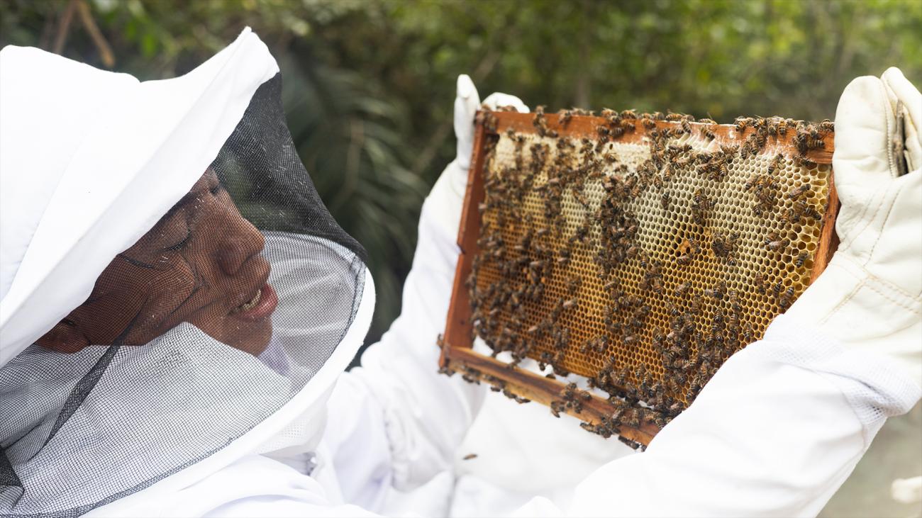 Beekeepers holding a beehive