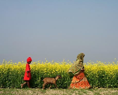Encuadre horizontal, plano general de una cosecha con flores amarillas, y una mujer caminando en fila. Detrás de ella hay una cabra, y la fila la cierra un menor de edad, sonriendo. Todos usan atuendos que los protegen del sol.
