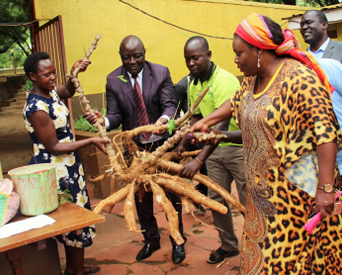 Women and men hold up a large cassava plant