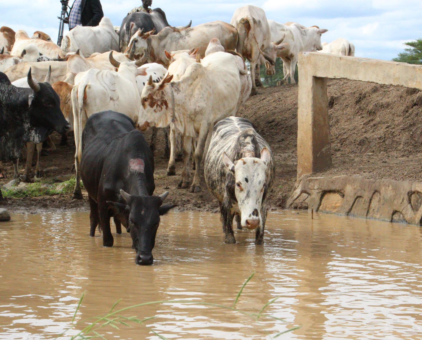 Cattle walking in a body of water.