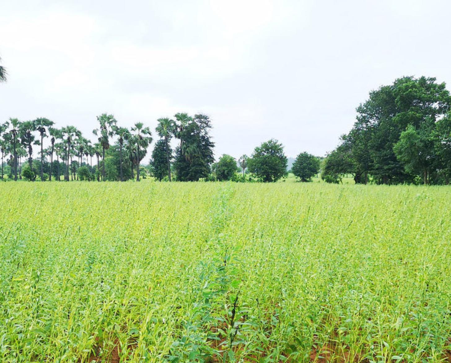 A scenic view of a lush green agricultural land in Myanmar.