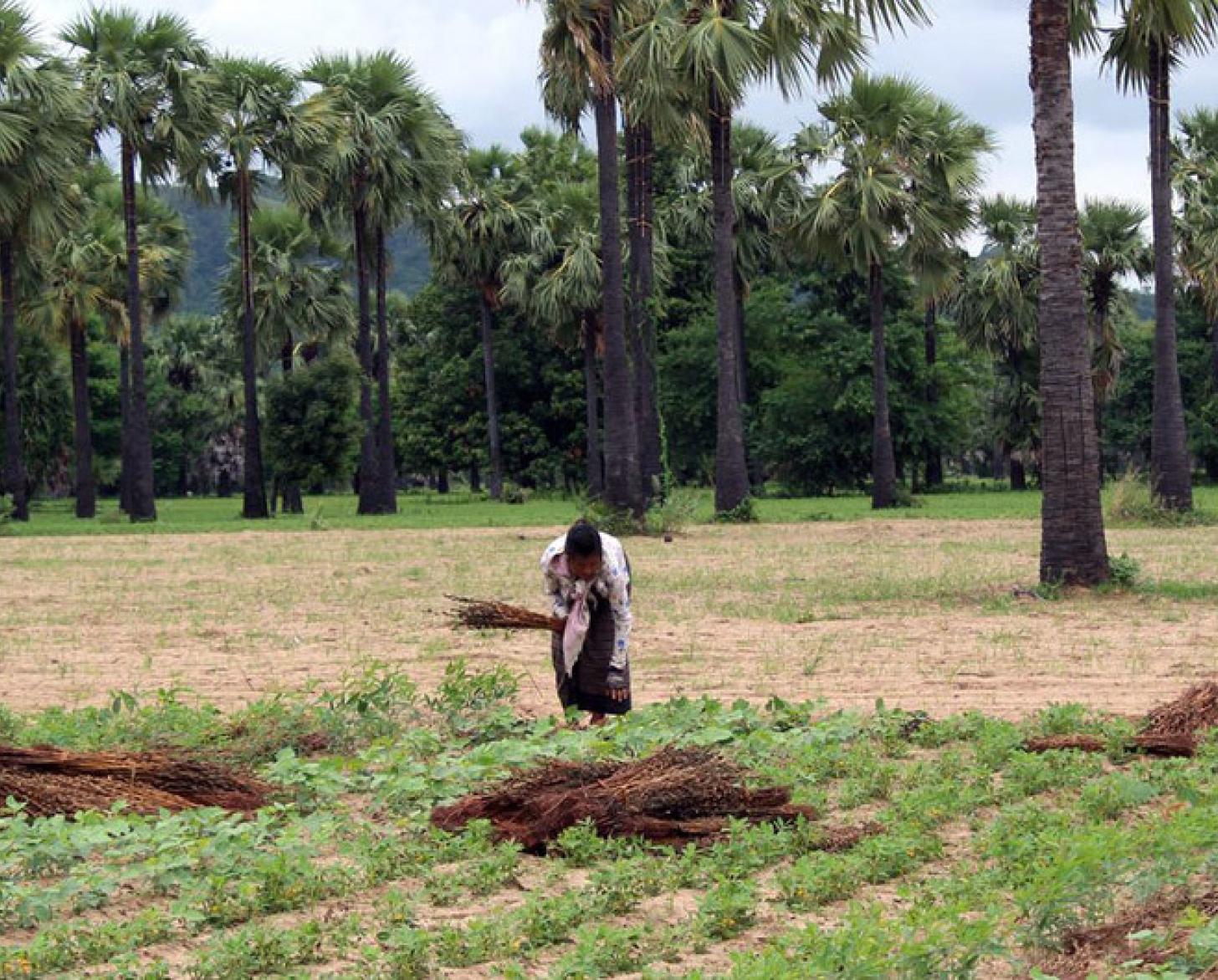 Two people are shown in a field of crops; one is harvesting they sit on the ground and another is bent over as they pick.