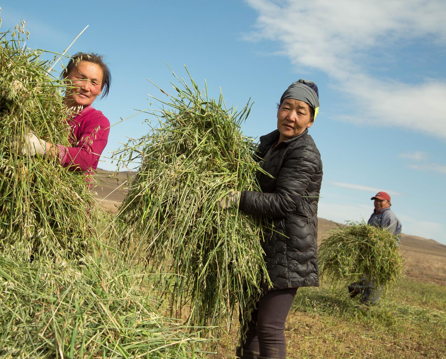 Tres personas en un campo cosechado movilizan manualmente grandes manojos verdes.