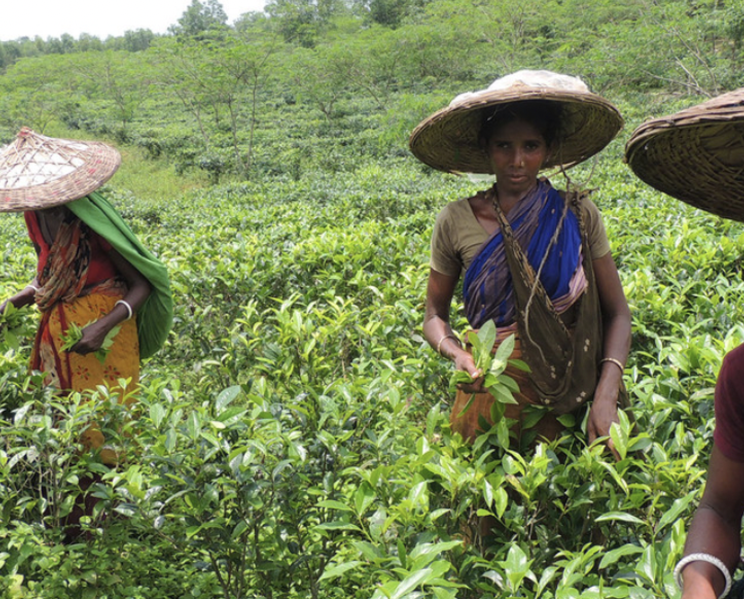 四位身着鲜艳色彩、头戴帽子的年轻女性站在一片绿色的茶田中。