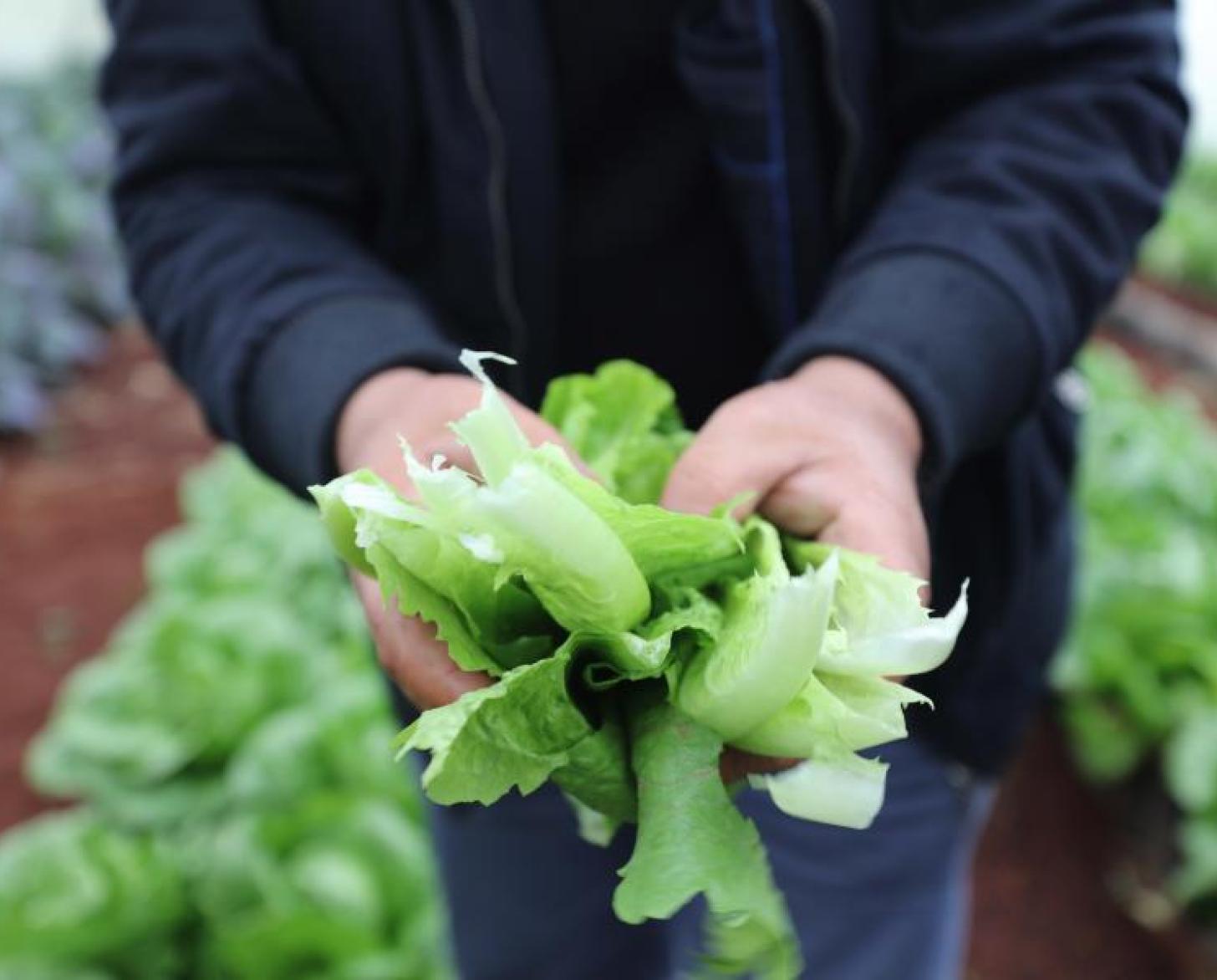 侯赛因站在一个作物农场前双手捧着脆绿的生菜。