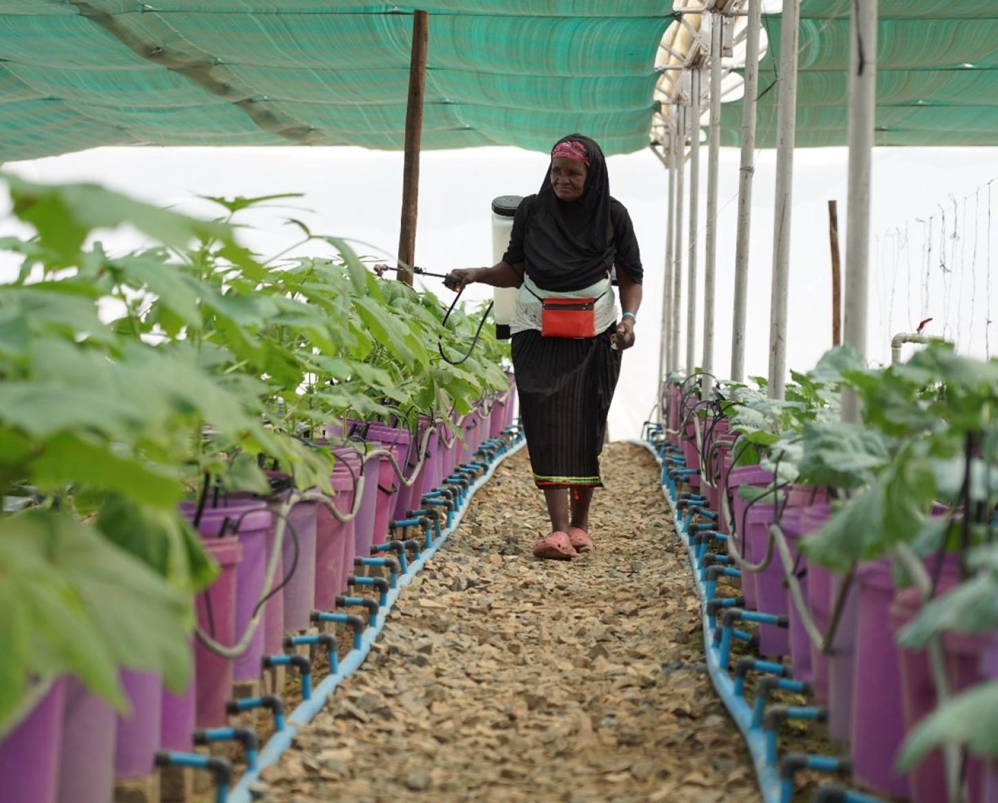 A woman in a black dress and head covering walks in a greenhouse adorned with green plants.